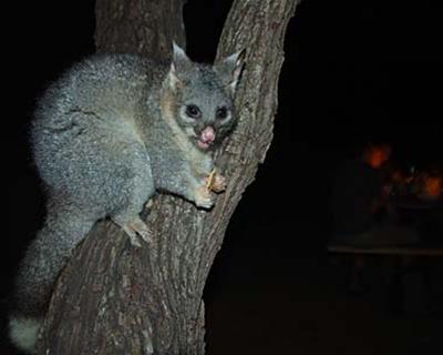 Vườn thú đêm Australia Vuon thu dem Australia