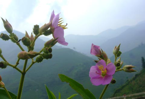 Bất chợt hoa mua rừng dại bat chot hoa mua rung dai