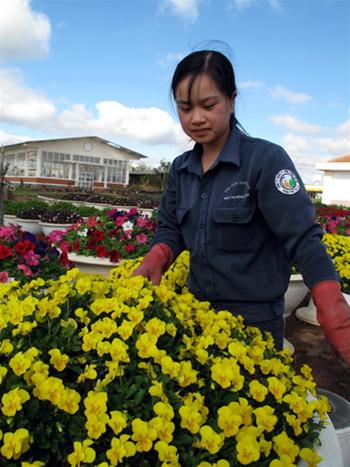 Chăm sóc hoa trong chậu Cham soc hoa trong chau
