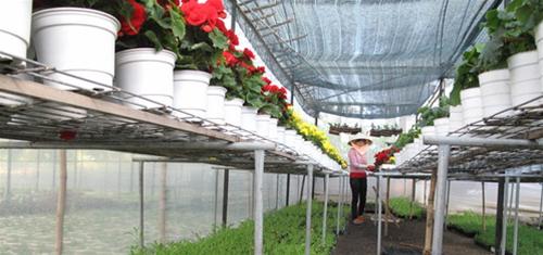 Hoa ở một đơn vị tư nhân Hoa tu nhan