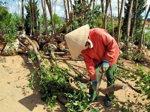 Mai ở ngoại ô Mai o ngoai o