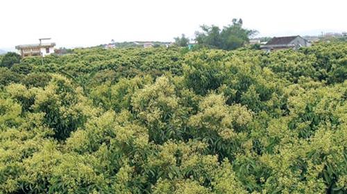 Những vườn vãi thiều rộ hoa nhung vuon vai thieu ro hoa