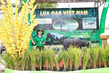 Festival lua gao