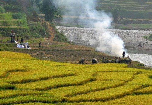 Mùa gặt ở Hầu Thào mua gat o hau thao