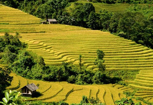 Mùa vàng ở Bản Dền mua vang o ban den