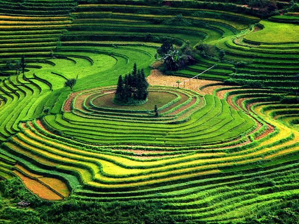 Ruộng bậc thang ruong bac thang