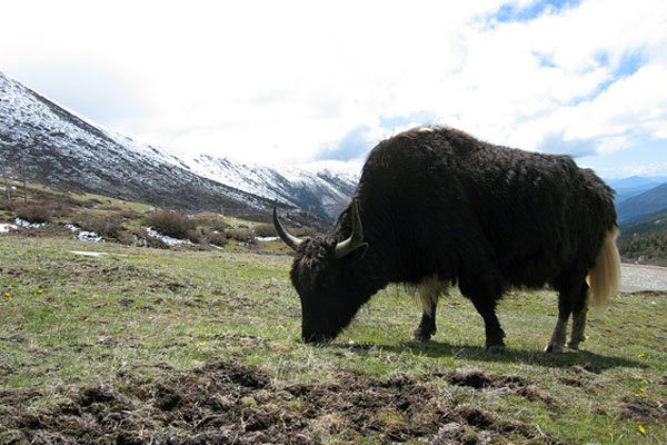 bo yak