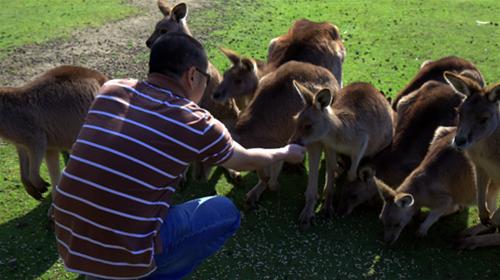 Cho kangaroo ăn cho kangaroo an