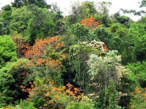 Đảo nở hoa dao no hoa