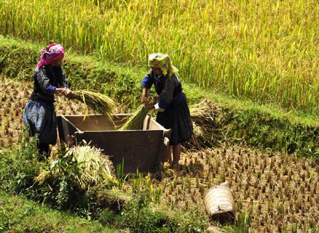 Đồng bào Mông ở Yên Bái dong bao mong o yen bai