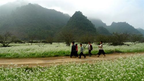 Đường hoa hiện lên hư ảo duong hoa hien len hu ao