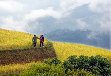 Hạnh phúc trên cánh đồng vàng hanh phuc tren canh dong vang
