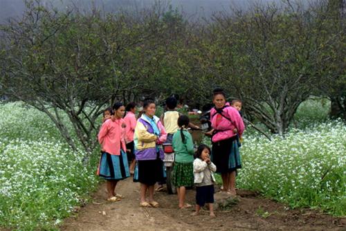 Những cô bé , cậu bé , phụ nữ Mông nhung co be , cau be , phu nu mong