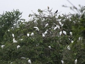 Vườn cò Đông Xuyên vuon co