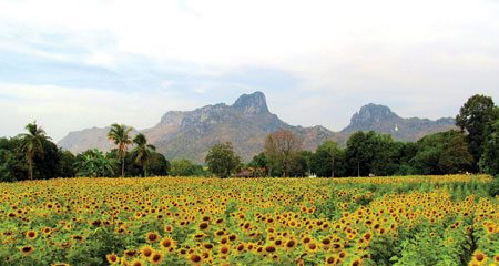 Du lịch cánh đồng hướng dương - Thái Lan du lich thai lan nhin ngam canh dong huong duong