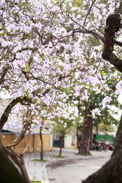 Du lịch tháng 3 - Hà Nội 1 du lich ha noi vao thang 3 2