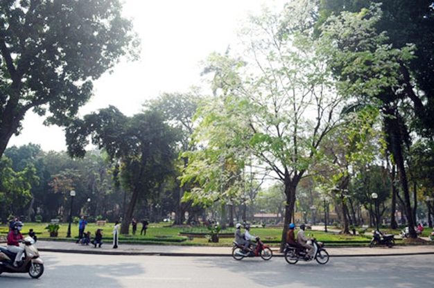 Màu trắng tinh khiết của hoa sữa mau trang tinh khiet cua hoa sua