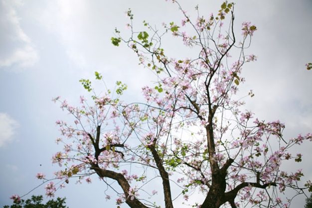 Những chùm hoa tim tím , phớt hồng nhung chum hoa tim tim,phot hong