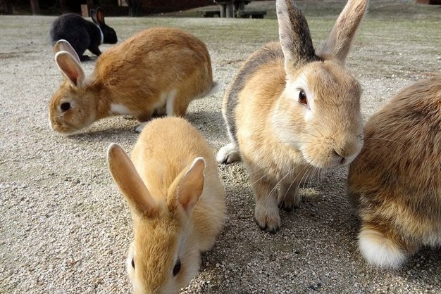 Đàn thỏ tho hoang nhung than thien o dao okunoshima