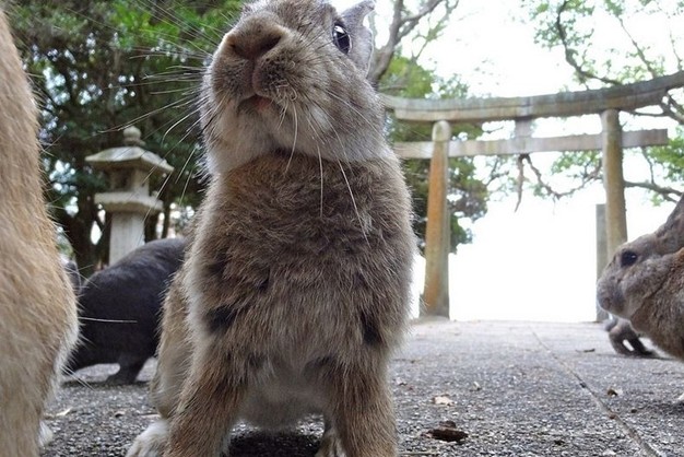Đảo thỏ dao okunoshima o nhat ban menh danh la vuong quoc tho