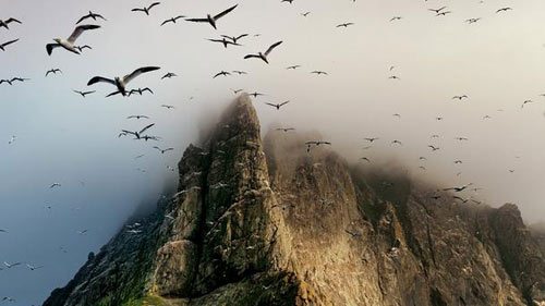 vung dat hebrides phong phu ve loai dong vat