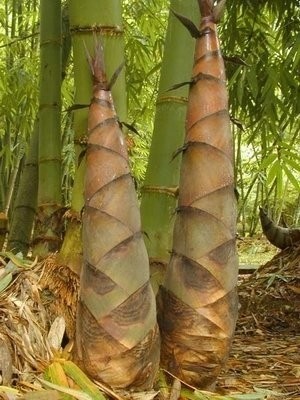 Măng le thuong cac mon an tu mang le