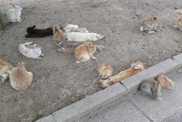 Những chú thỏ vuong quoc tho o dao okunoshima