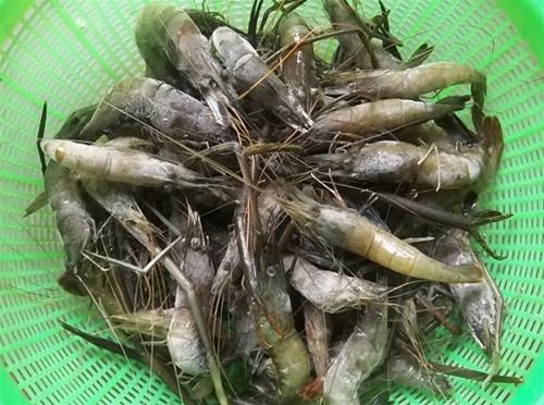Tép nghệ tươi tep nghe tuoi
