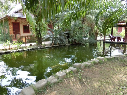 khung canh mat me o Vuon Xoai