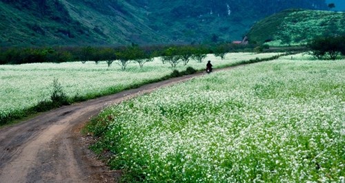 Binh yen tren cao nguyen Moc Chau