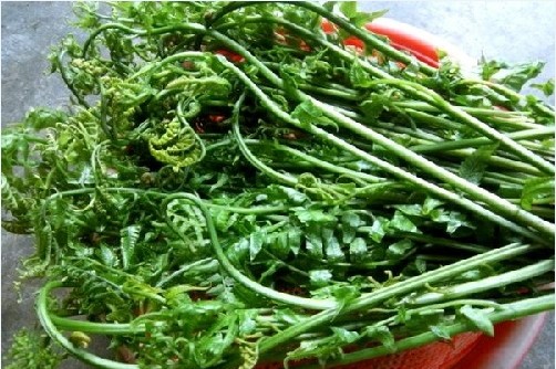 Nộm rau dớn và canh lá đắng Nom rau don va canh la dang