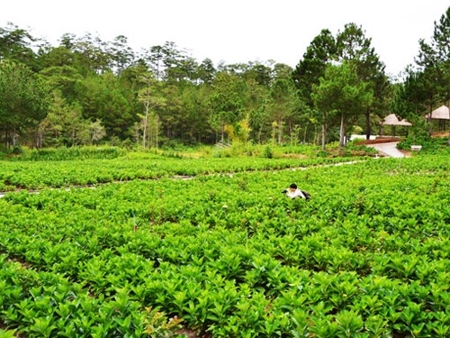 Thung lũng hoa cẩm tú cầu Thung lung hoa cam tu cau