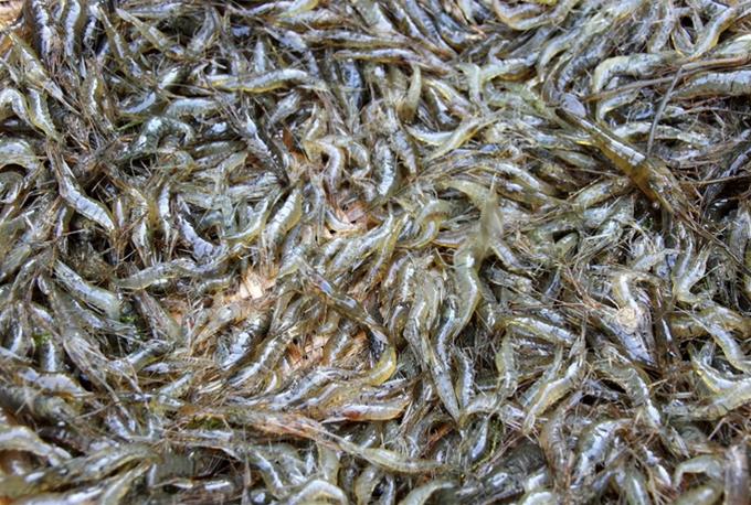 Tôm vừa đánh bắt dưới đầm Tom vua danh bat duoi dam