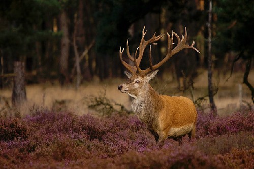 Công viên quốc gia Hoge Veluwe Cong vien quoc gia Hoge Veluwe