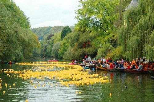 Cuộc đua vịt cao su Tubingen Cuoc dua vit cao su Tubingen