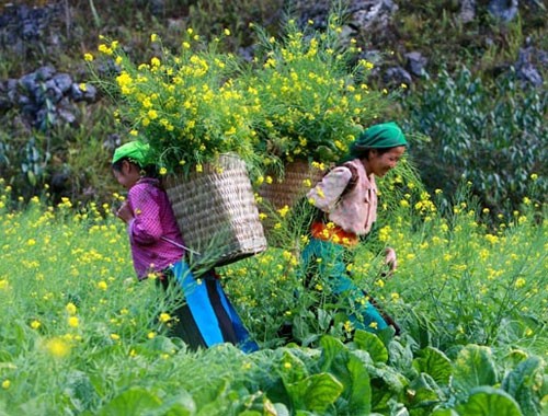 Hà Giang hấp dẫn khách du lịch Ha Giang hap dan khach du lich