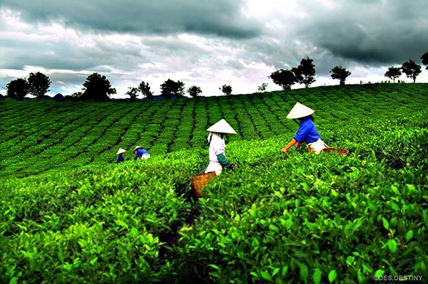 Lang nghe che Thai Nguyen