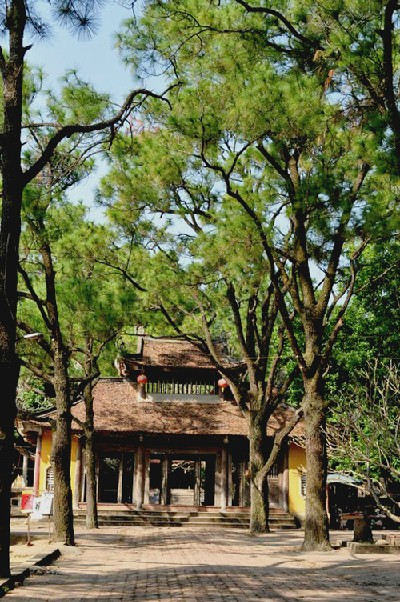 Rặng thông xanh mát vào Côn Sơn Rang thong xanh mat vao Con Son