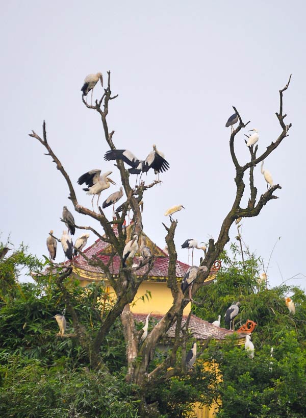 Cò di trú đến đây vào tháng 9 co di tru den day vao thang 9