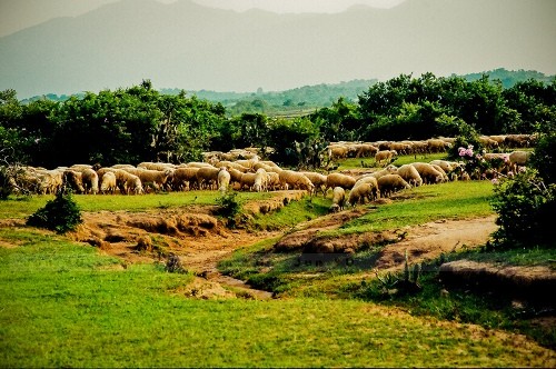 Đàn cừu Phan Rang Dan cuu Phan Rang