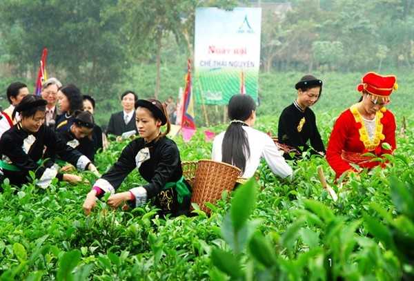 Festival Trà Thái Nguyên Festival Tra Thai Nguyen