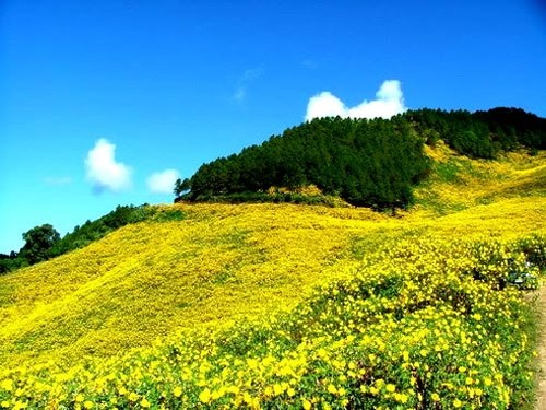 Du lich mua hoa da quy o Da Lat