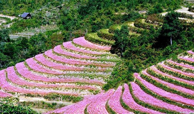 Tam giác mạch ở Đồng Văn Tam giac mach o Dong Van