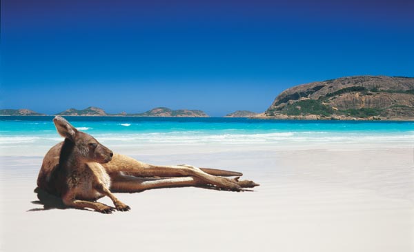 Bo bien xanh trong o Australia