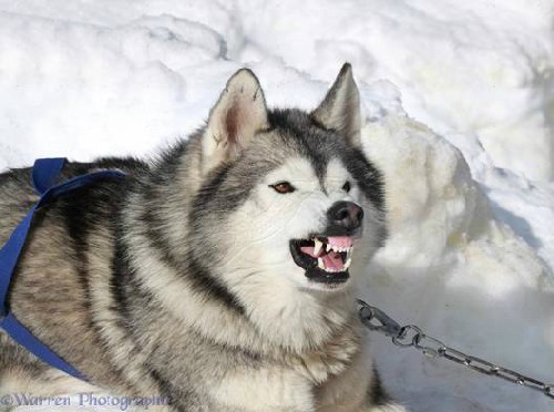 Cho  Husky Siberi
