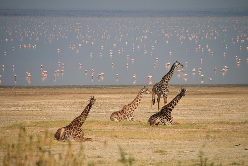 Du lịch hồ Manyara Du lich ho Manyara