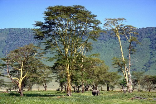 Du lịch khu bảo tồn Ngorongoro Du lich khu bao ton Ngorongoro