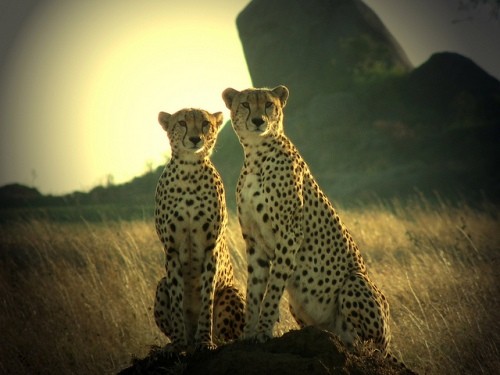 Du lịch vườn quốc gia Ruaha Du lich vuon quoc gia Ruaha