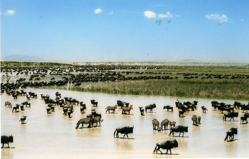 Du lịch vườn quốc gia Serengeti Du lich vuon quoc gia Serengeti