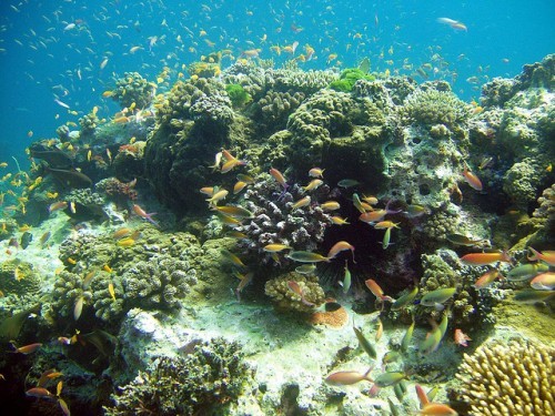 Thế giới đại dương ở đảo Pemba The gioi dai duong o dao Pemba